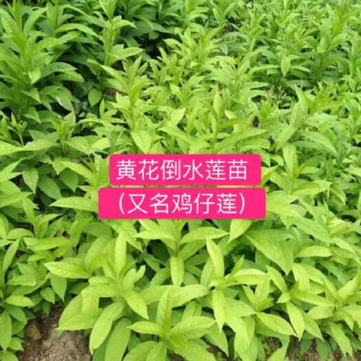 恭城县黄花倒水莲 