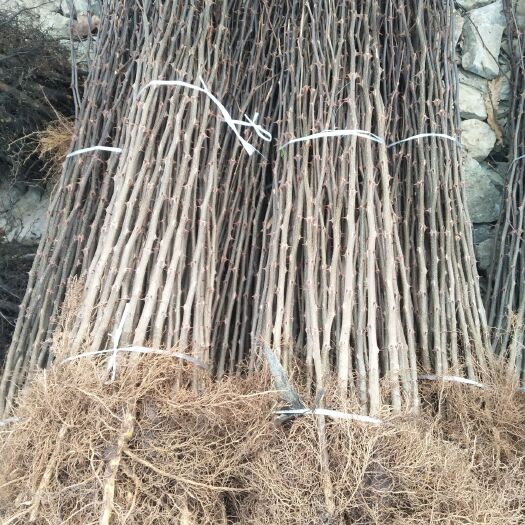 平邑县大红袍花椒苗