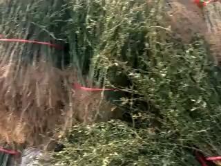 泰安种植枳壳苗 