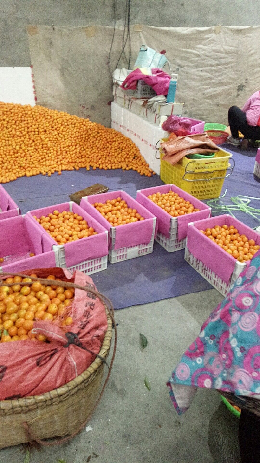 阳朔金桔 2-3cm 1两以下