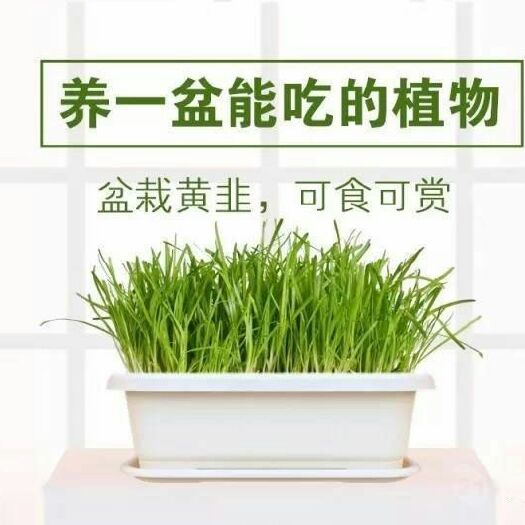 黄韭 头茬 20~30cm