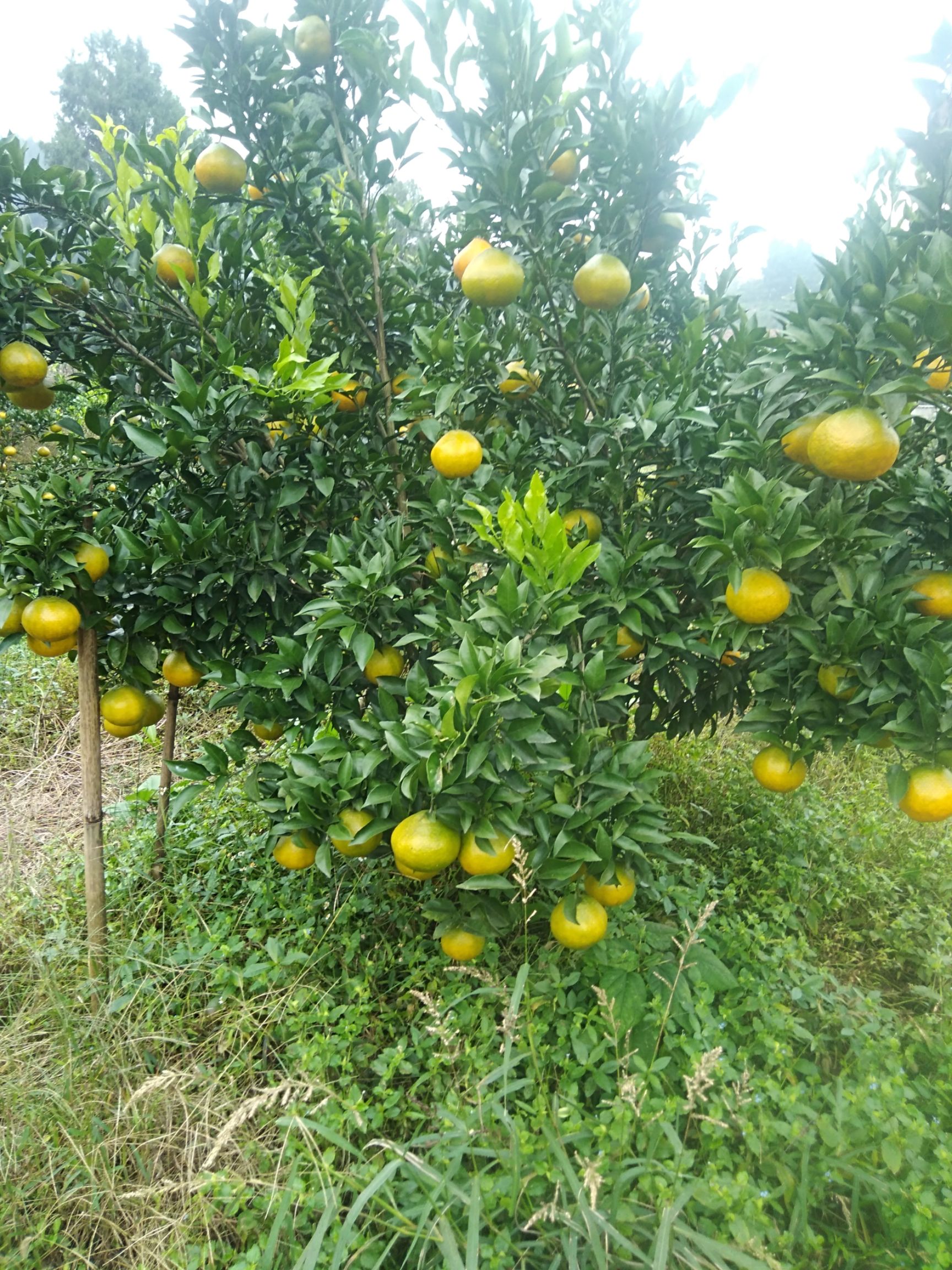 大雅柑，耙耙柑，青见