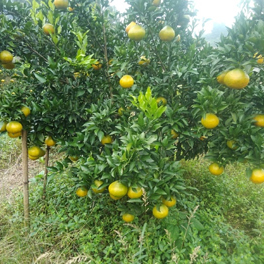 资中县大雅柑，耙耙柑，青见