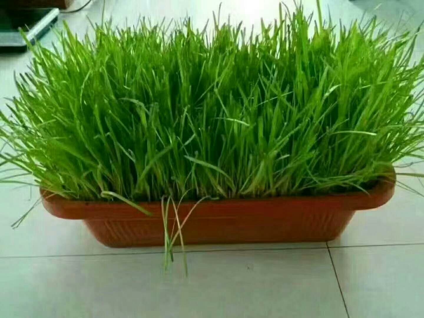黄韭 头茬 20~30cm
