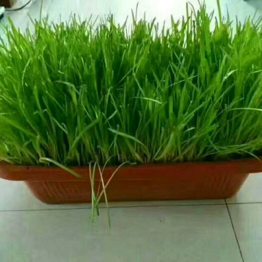 黄韭 头茬 20cm以下