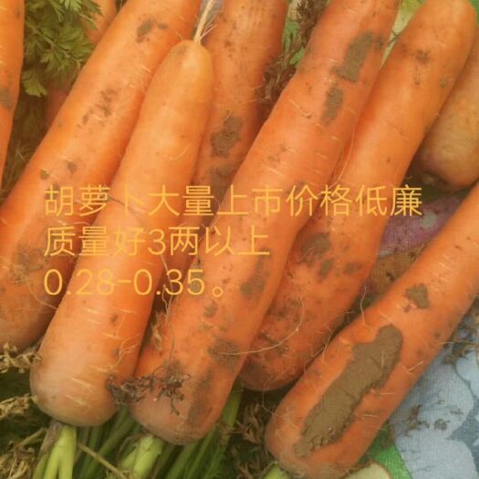 开封三红七寸参胡萝卜 10~15cm