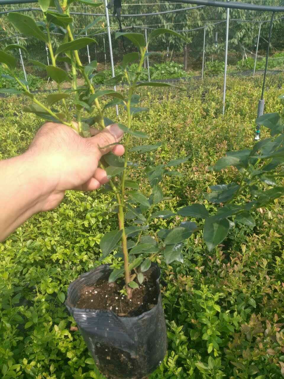 北高从蓝莓苗