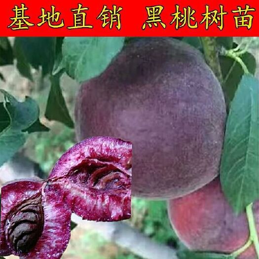 砀山县黑桃苗  砀山桃苗 黑桃树苗 突围桃苗 48油桃苗 地栽盆栽
