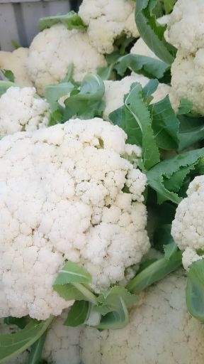 徐州白花菜花 适中 江苏省徐州市铜山区 1~2斤