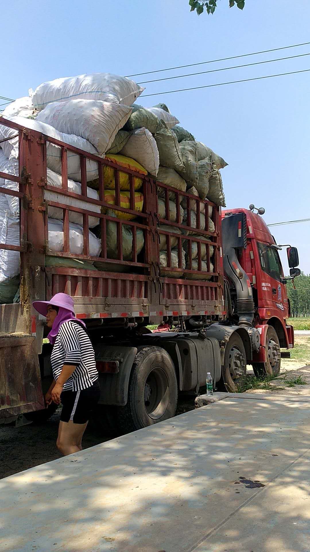 毛木耳 品质好 毛木耳批发 皮耳 口感好 新货 全国包邮！