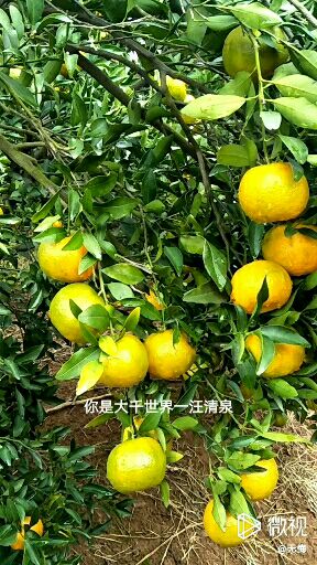  椪柑大量上市，果大扁，果面光滑无疤痕，需要鲜果储藏老板速联系