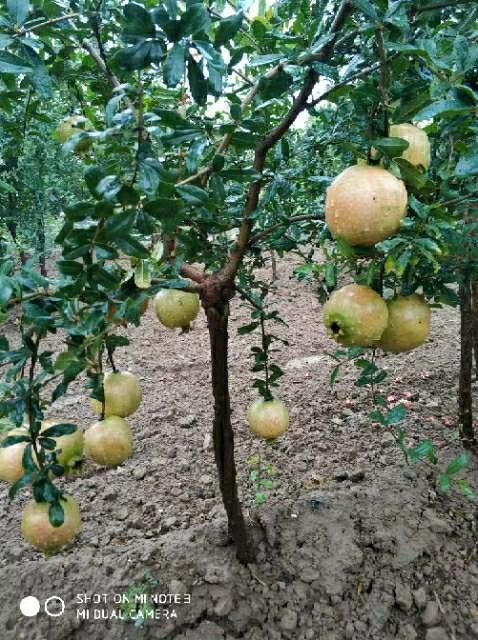 荥阳市突尼斯软籽石榴树苗