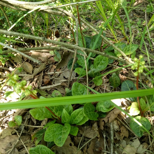 纳雍县鹿晗草、鹿蹄草、鹿衔草、破血丹、纸背金牛草、