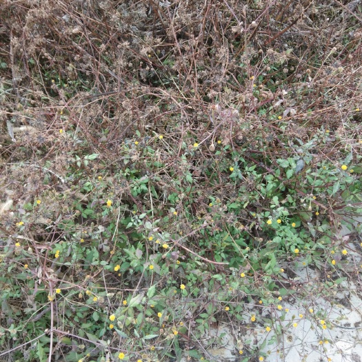 平邑县鬼针草