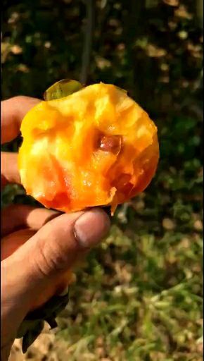 泰安富有柿子苗