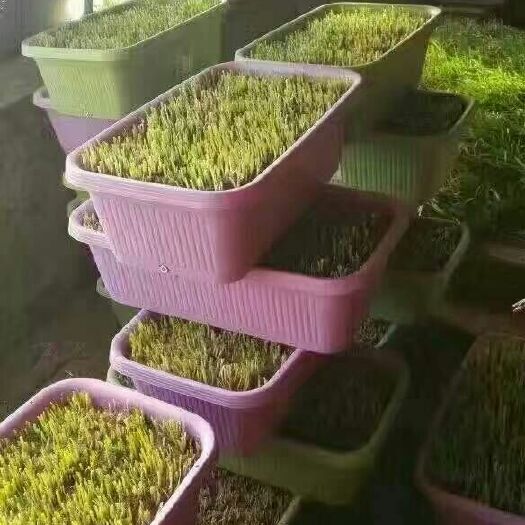 黄韭 头茬 20cm以下