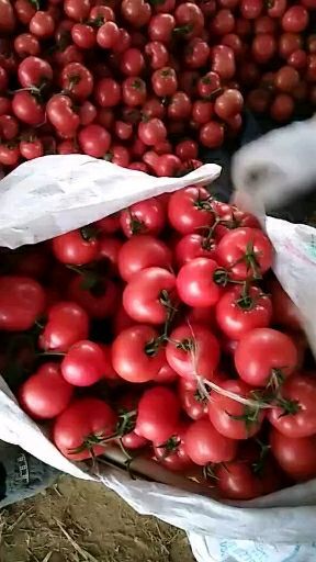 费县硬粉番茄 精品 硬粉 弧三以上