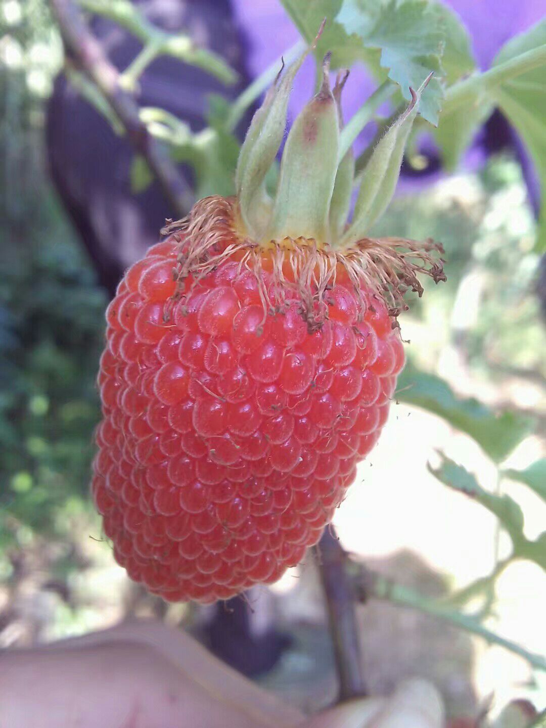 掌叶覆盆子苗