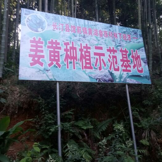 长汀县姜黄 