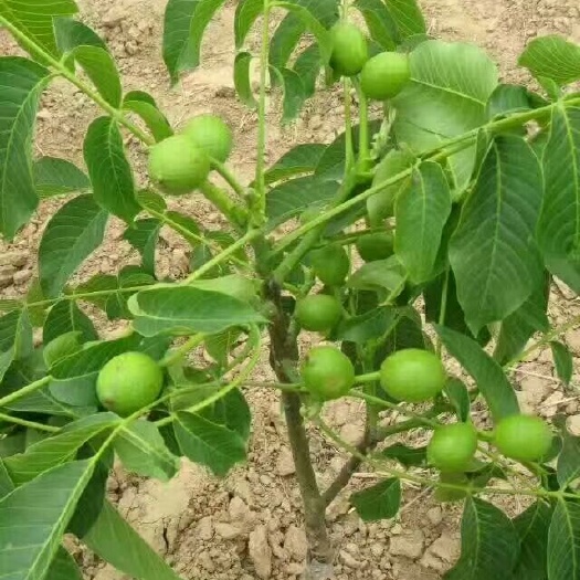 平邑县薄皮核桃苗 