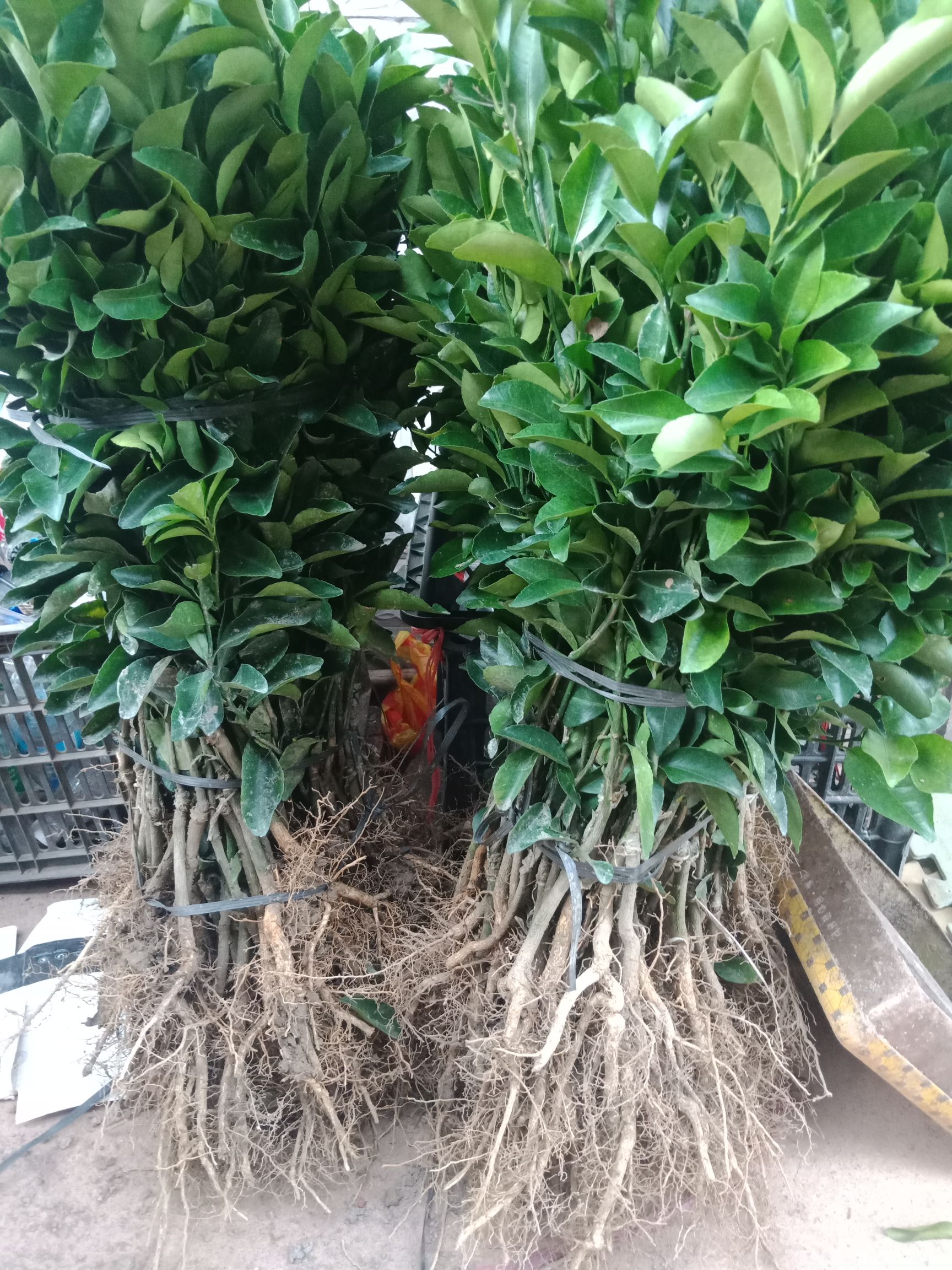  沃柑苗：品种纯正嫁接苗，一年结果，产量每年翻倍收成，果肉脆甜