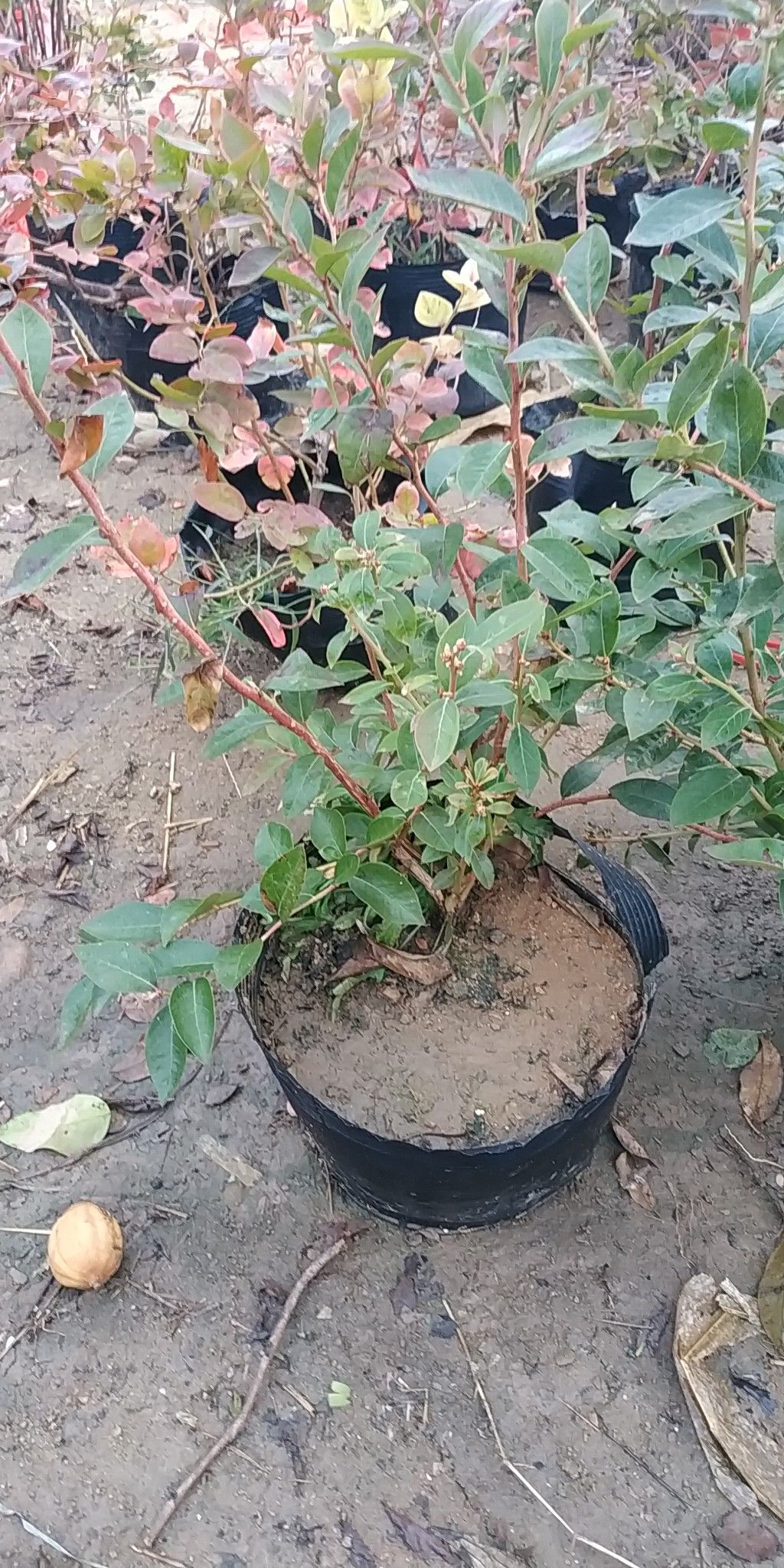 北高从蓝莓苗