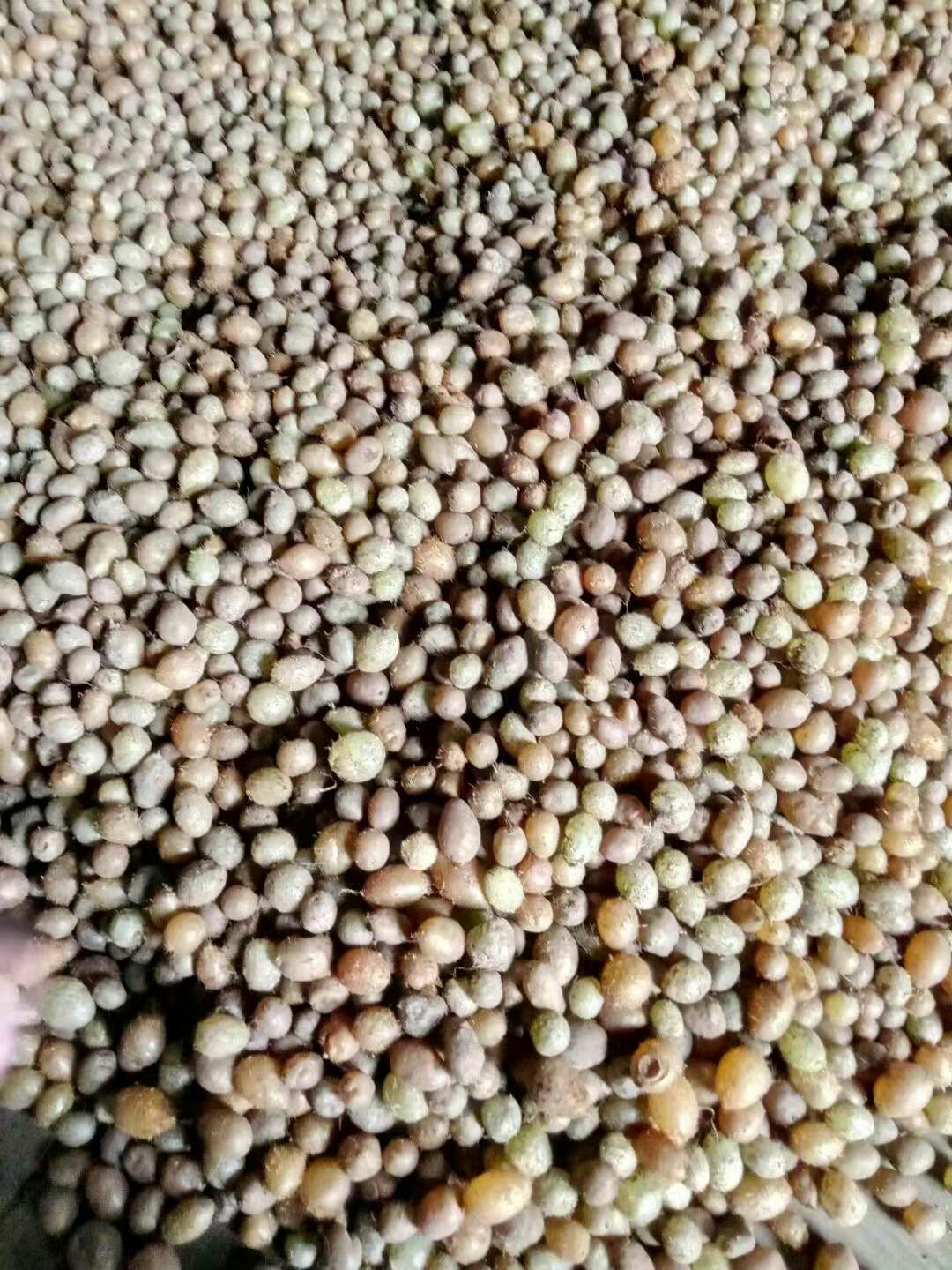 石黄皮