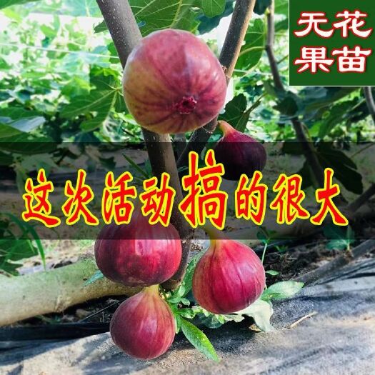 平邑县波姬红无花果苗 基地直销，现挖现卖，保成活，保品种。
