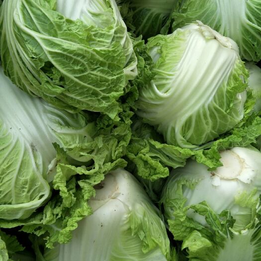 通许县过冬白菜里外青圆白菜