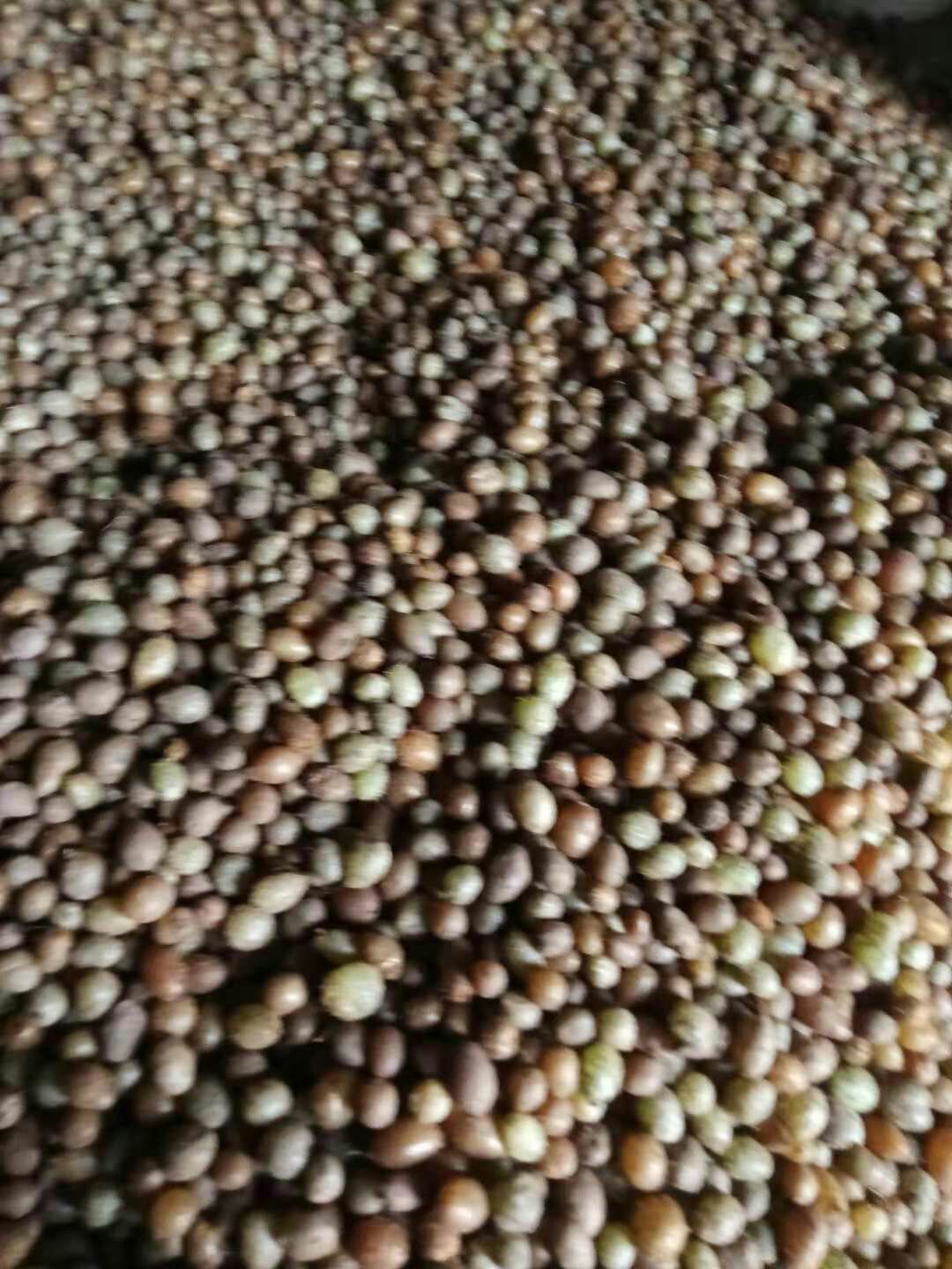 石黄皮