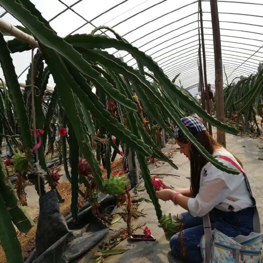 泰安大红金都香蜜龙果苗