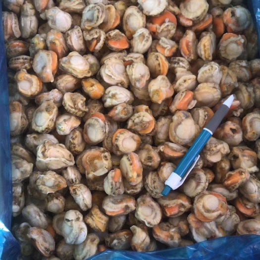 济南冻扇贝肉