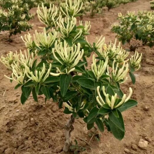 平邑县四季金银花 30~40公分