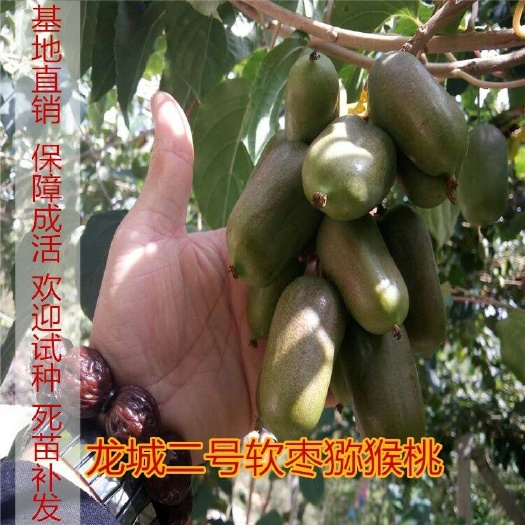 平邑县软枣猕猴桃苗 嫁接苗