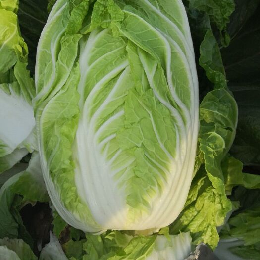 青州市黄心大白菜 3~6斤 净菜