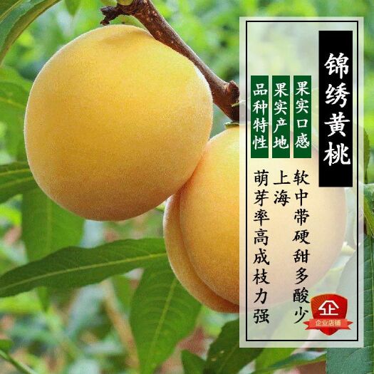 平邑县黄桃树苗 1~1.5米 