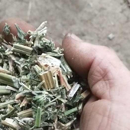 新野县益母草