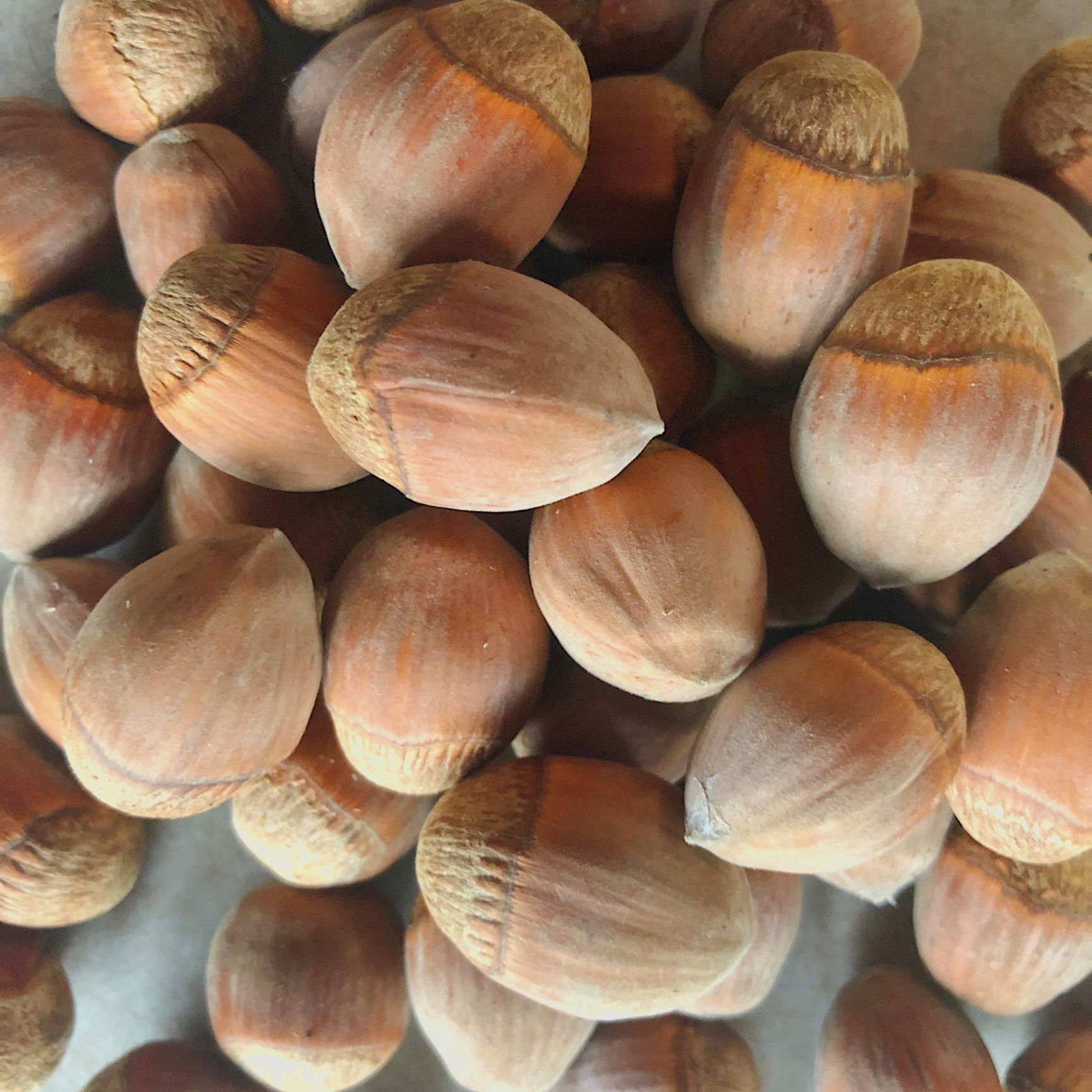 平欧榛子苗 2公分以下