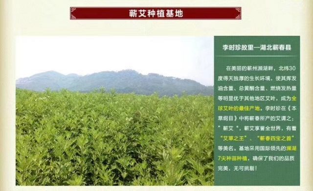 蕲春县蕲艾  湖北蕲春百草道地中药材专业合作社精品艾叶