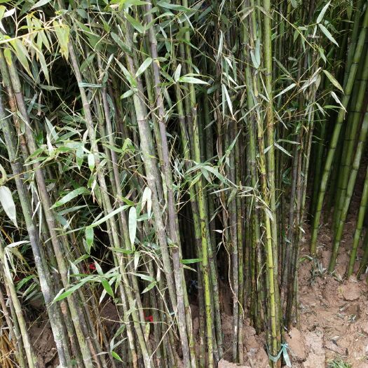 沭阳县斑竹