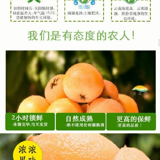 石林县 枇杷