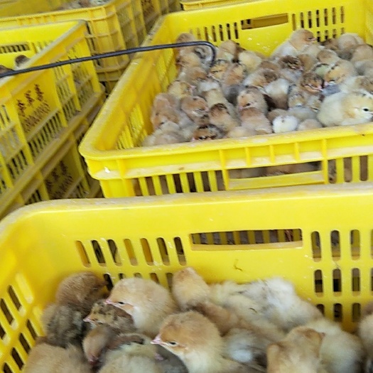 广州土鸡苗 