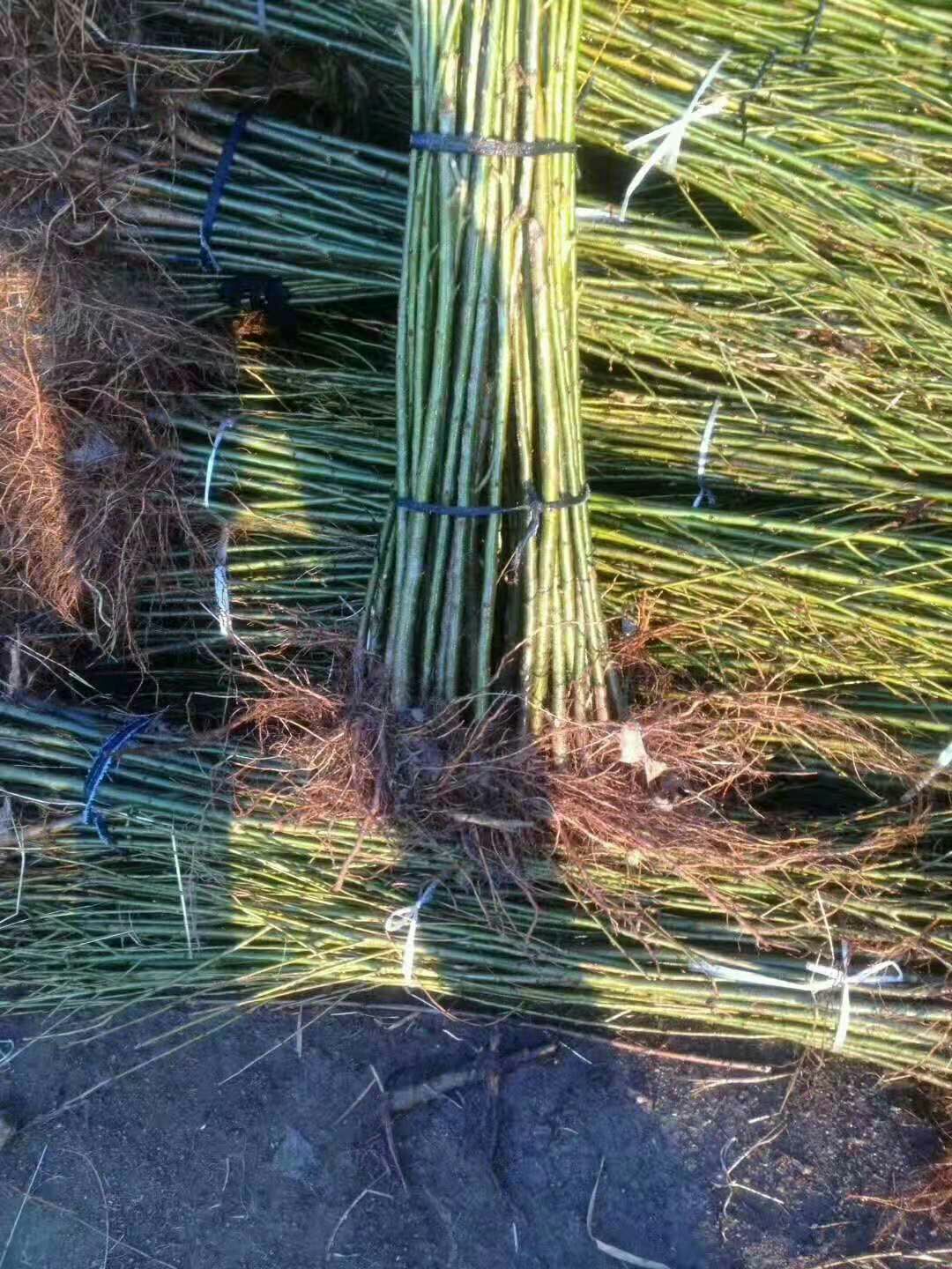  大青叶实生苗 嫁接大樱桃苗