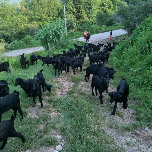丰都黑山羊肉 生肉