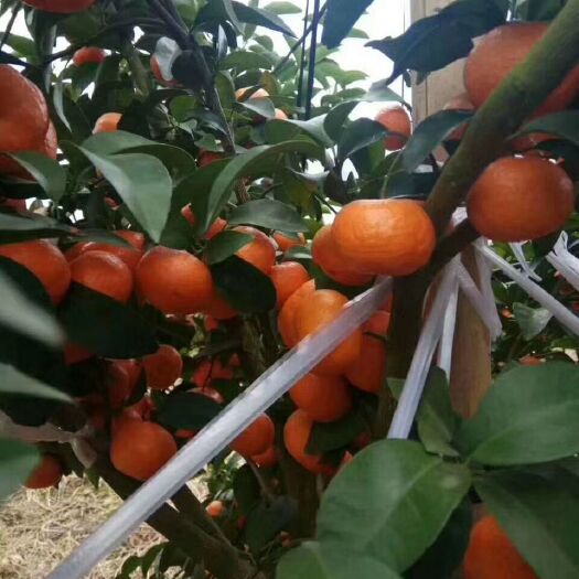 钟山县沙糖桔 4.5 - 5cm 1两以下