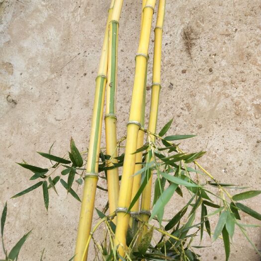 沭阳县碧玉间黄金竹