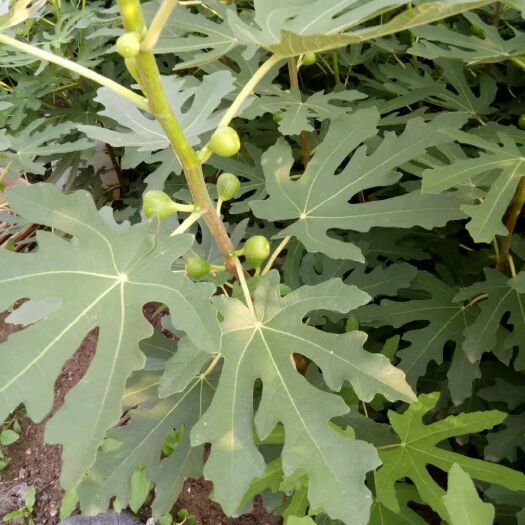平邑县青皮无花果树苗 