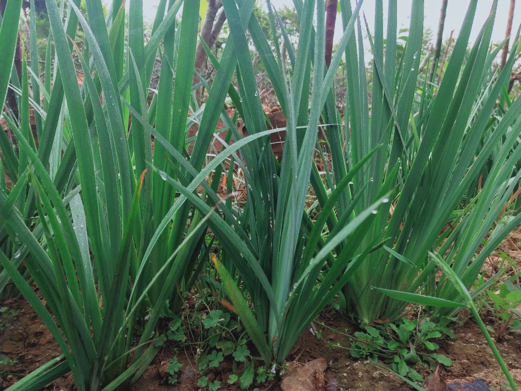 鸢尾
