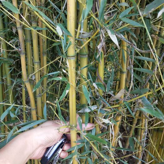 沭阳县黄金竹 
