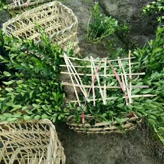 桐梓县小叶冬青